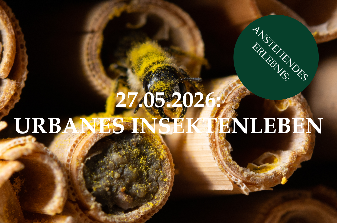 Urbanes Insektenleben