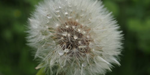 Die Natur deines Atems