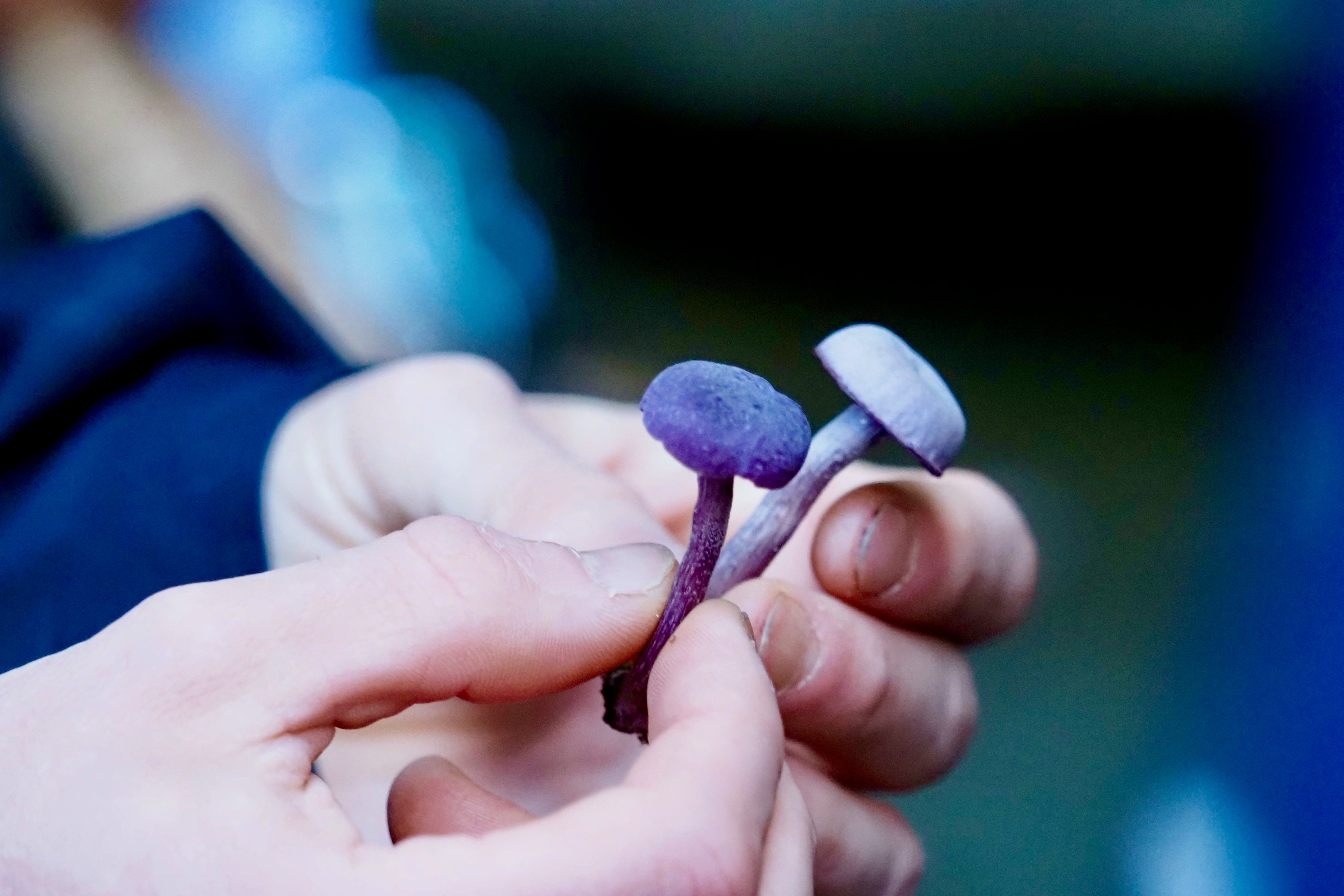 Die Sprache der Pilze